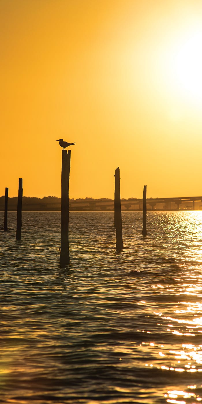 bay pilings choctawhatchee bay