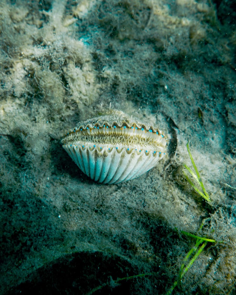 scallop