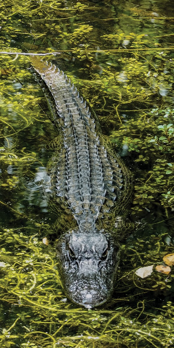 alligator in the wild