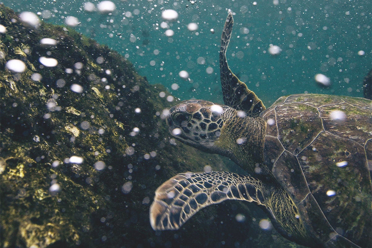 A curious sea turtle swims in the Gulf. 
