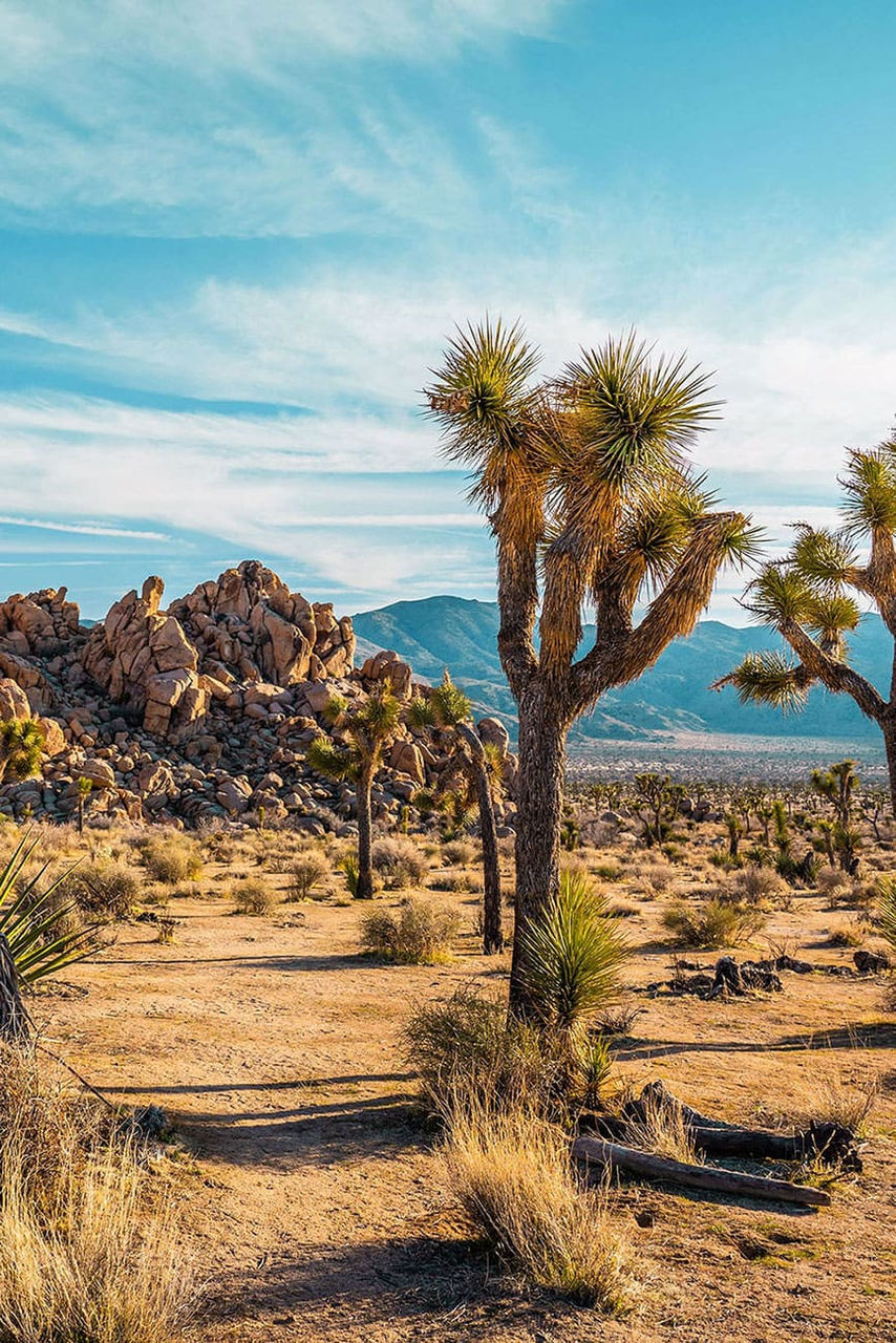 Joshua Tree