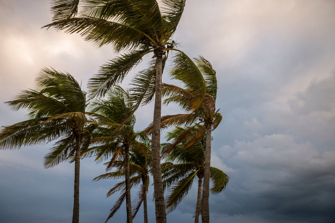 Palm trees sway as a storm approaches. 